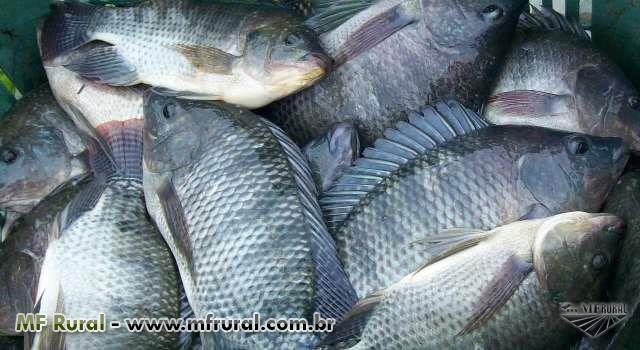 156174-172226-849882-tilapia-viva-aproximadamente-9000-unidades-entre-700gr-e-1kg