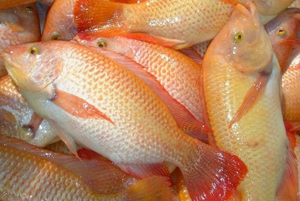 red_tilapia_fish